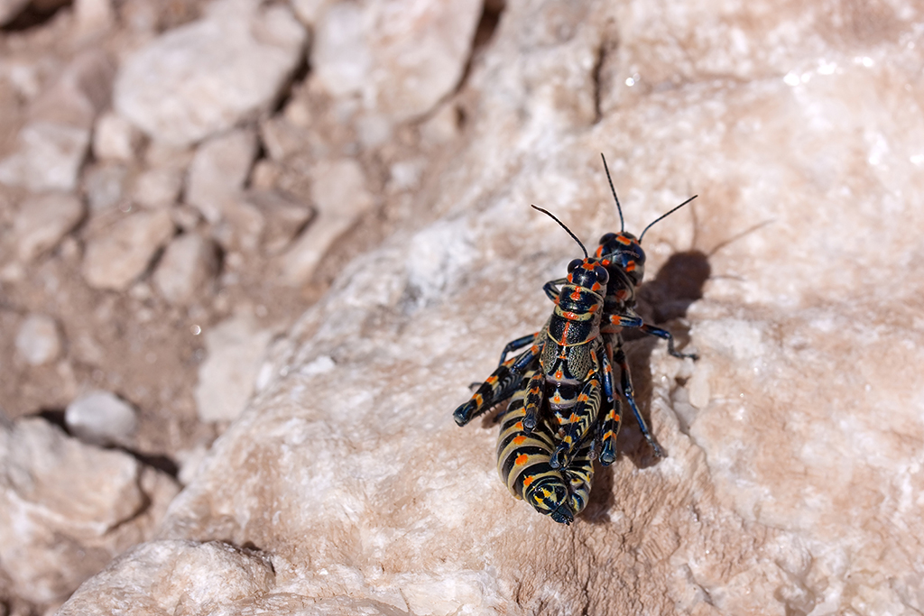 25_Guadalupe National Park_04.jpg